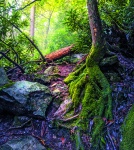 Kalendarz wieloplanszowy 2021 Tajemniczy las