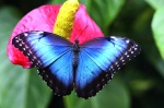 Kalendarz wieloplanszowy 2021 Butterflies (zdjęcie 11)