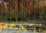 Kalendarz wieloplanszowy 2021 Lasy polskie (zdjęcie 4)