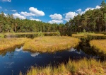 Kalendarz wieloplanszowy 2021 Lasy polskie (zdjęcie 4)