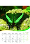Kalendarz wieloplanszowy 2021 Butterflies (zdjęcie 7)